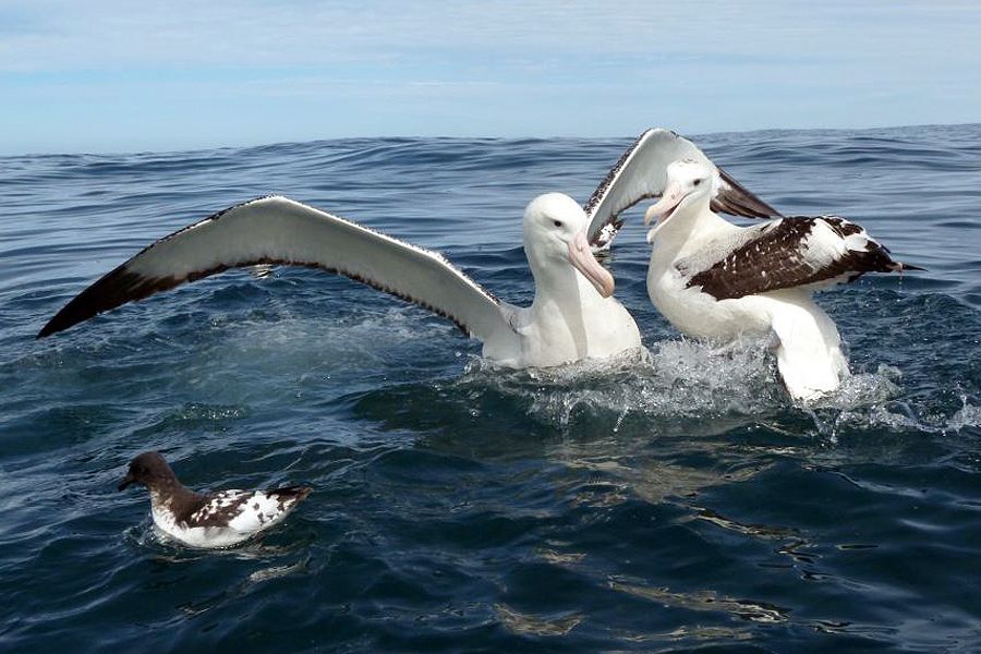 wandering albatross nz